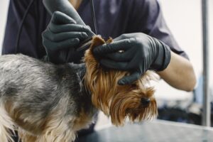 Diferentes Estilos de Tosa para Cães de Pelagem Longa