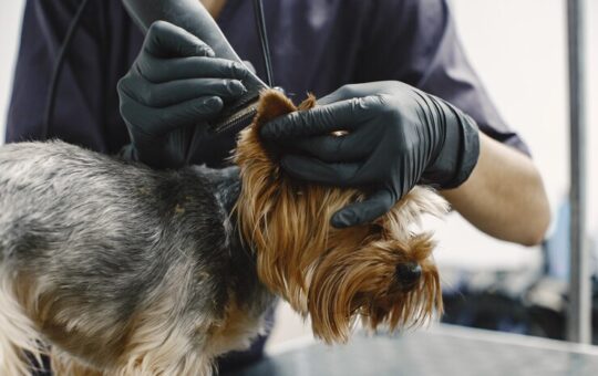 Diferentes Estilos de Tosa para Cães de Pelagem Longa