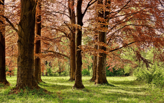 Apartamento no Ibirapuera: vantagens de morar perto de parques